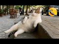 面白すぎる動物たちが、あなたを大笑いさせるでしょう！😅