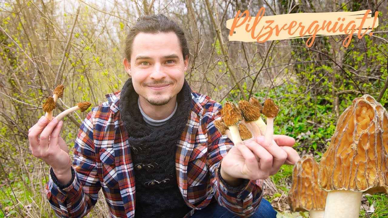 Traumstart in den Pilzfrühling 🍀 Riesen-Fund von Böhmischen Verpeln