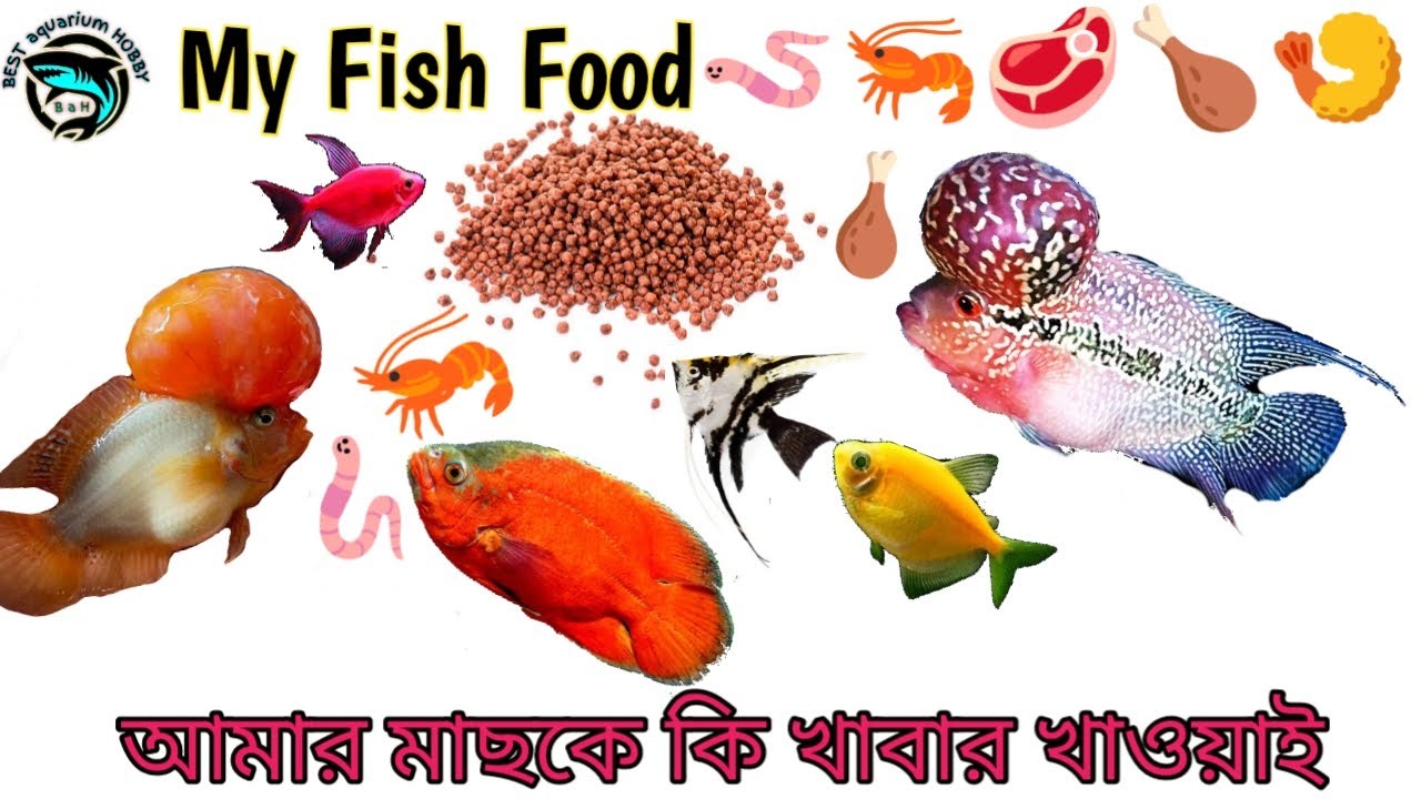 Fish Food / Best food For Ornamental fish/ flower horn food/ Widow