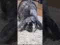 Rabbit Play on Home😀