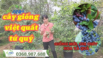 Việt Quất Tứ Quý: Bí Quyết Trồng Chậu Cho Năng Suất Cao, Quả Ngon
