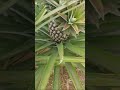 Pineapple Farm Activity