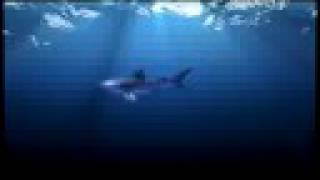 Download Lagu Tiger Sharks Eat Just About Anything MP3