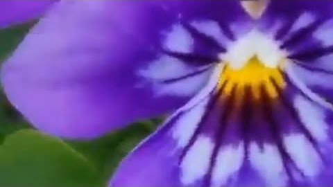 تلاوة سورة الدخان مكررة، مشاري راشد العفاسي.