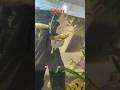 gappy metiing #ytshorts #fishvideo #fish short #gappyfish