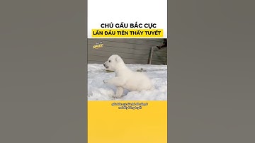 Chú gấu Bắc Cực lần đầu tiên thấy tuyết #smileybiettuot #shorts