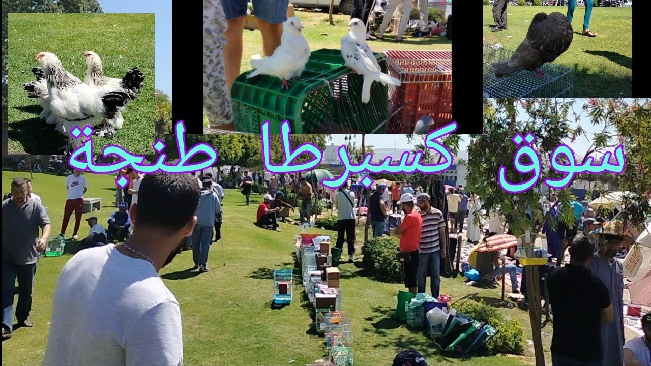 جول في سوق كسبرطا طنجة اللحيونات 6/6/2021🕊️🐤🐇🦆🐦🦜🐓