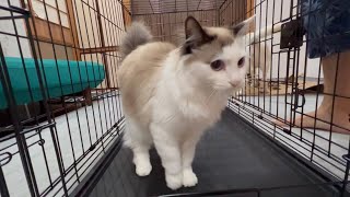 犬用ケージが便利そうなので野良子猫に代用しようかと思ってます