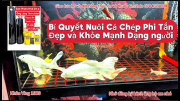 Quá Trình Hoàn Thiện Lọc Hồ Cá Chép Phi Tần 400l - Lọc Nước Siêu Trong Cá Khỏe Và Dạng Người.Hồ E Ân