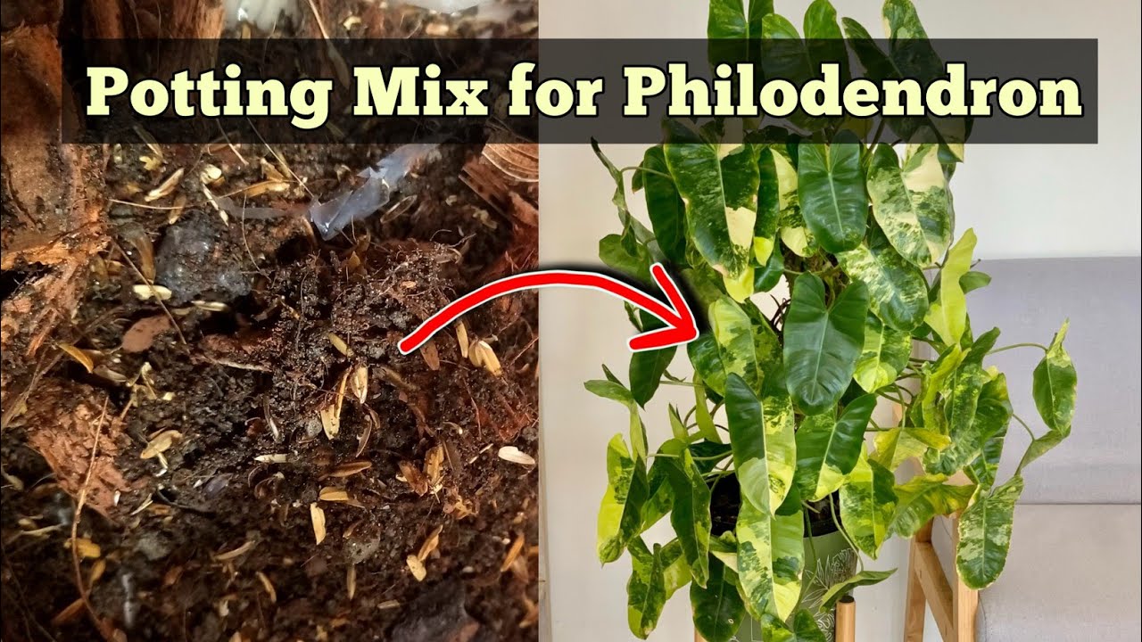 SUITABLE Philodendron SOIL MIX // Philodendron Plant Care YouTube