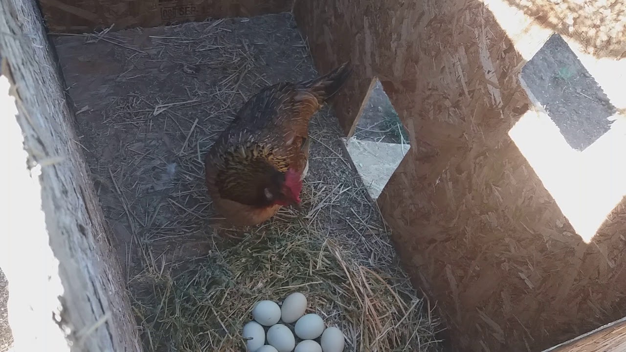 Cómo incubar huevos con gallina clueca - YouTube