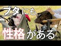 同じマイクロブタでも性格が正反対すぎてビックリしました