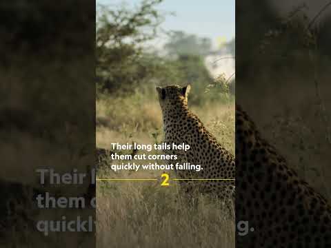 Cheetah fast facts #cheetah #natgeowild #shorts