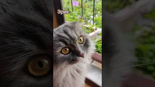 Эрик и Ватсон #cat #юмор  #котик #природа #цветынаподоконнике #зеленьмелень