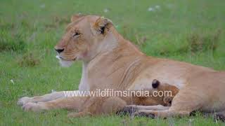 Motherly love in the wild: Lioness nurtures cub in Kenya's Savanna