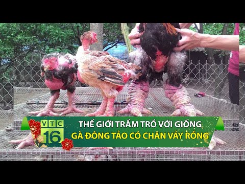 Hình Ảnh Gà Đông Tảo - Thế giới trầm trồ với giống gà Đông Tảo có chân vảy rồng | VTC16