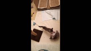 Elsies crazy kittens by pouncealot 20 views 3 years ago 3 minutes, 11 seconds