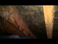 Getting Rid Of Attic Mold Stains When The Sale Of Your Home Depends On It Lisle, IL