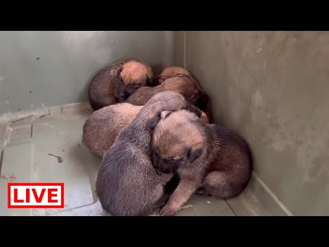 Video: Pet Scoop: mama i štenci okupljeni u skloništu, pas je spašen pod policijskim terencem