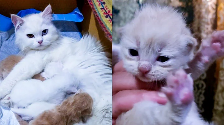 Video 3174341: cat baby newborn kitten, kittens cute mother cat