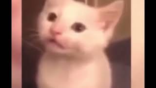Cat scream turns into Nokia Phone ringtone  )×(