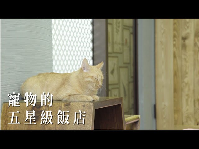 寵物的五星級飯店！｜商業空間｜Take a C｜動態錄影｜ # Shop