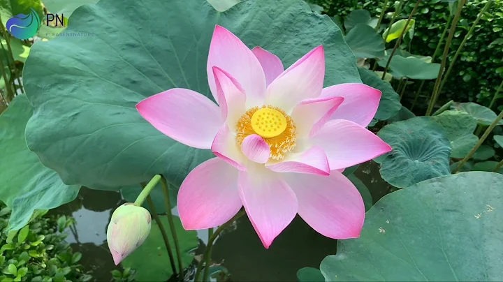 #Lotusflowers #Lotus #Nelumbonucifera             Beautiful Lotus Flowers In 4K || Nelumbo nucifera - DayDayNews