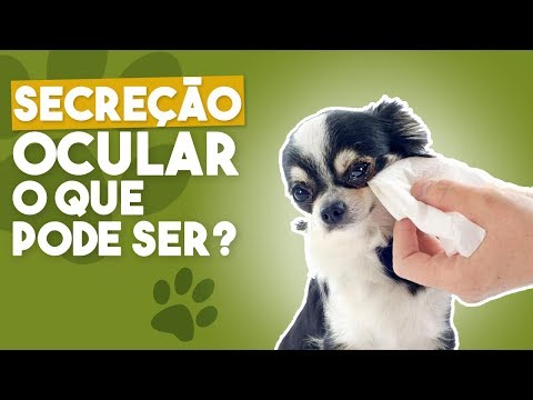 Vídeo: Olhos Lacrimejantes Em Cães