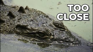 I Found a Crocodile Filled World Hidden Inside Singapore