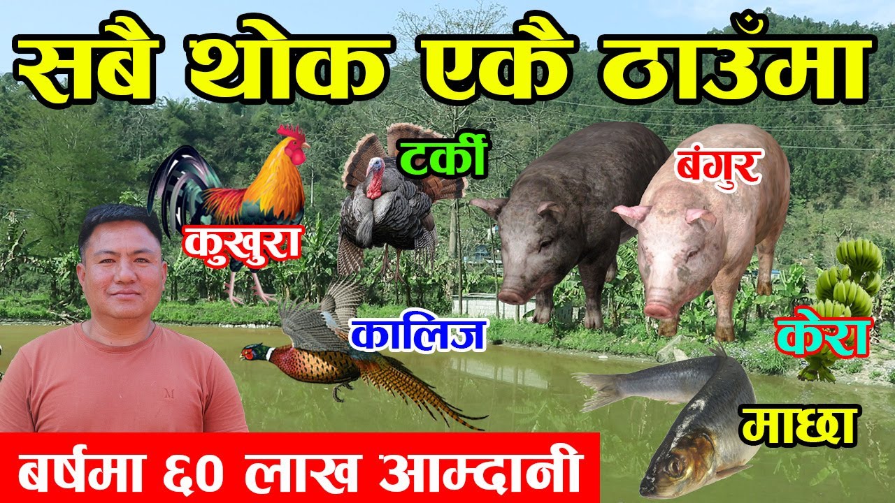 १ बर्षमा ६० लाख कमाउने किसान ! सबै थोक एकै ठाउँमा यसरी एकिकृत कृषी गर्न सकिन्छ │Nepal Chitra