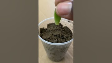 Thumbnail of Grow Graptosedum from a leaf #shorts