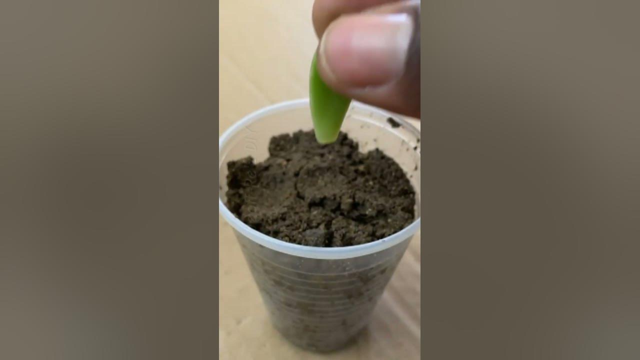 Grow Graptosedum from a leaf #shorts