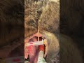 Inside a 440-Pound Bear's 5-Hour Tooth Extraction #shorts