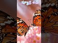 సీతాకోకచిలుక ప్యూర్ లవ్ 💯❤️🌹❤️‍🔥 #viral #ytshorts #funny #love #telugushorts