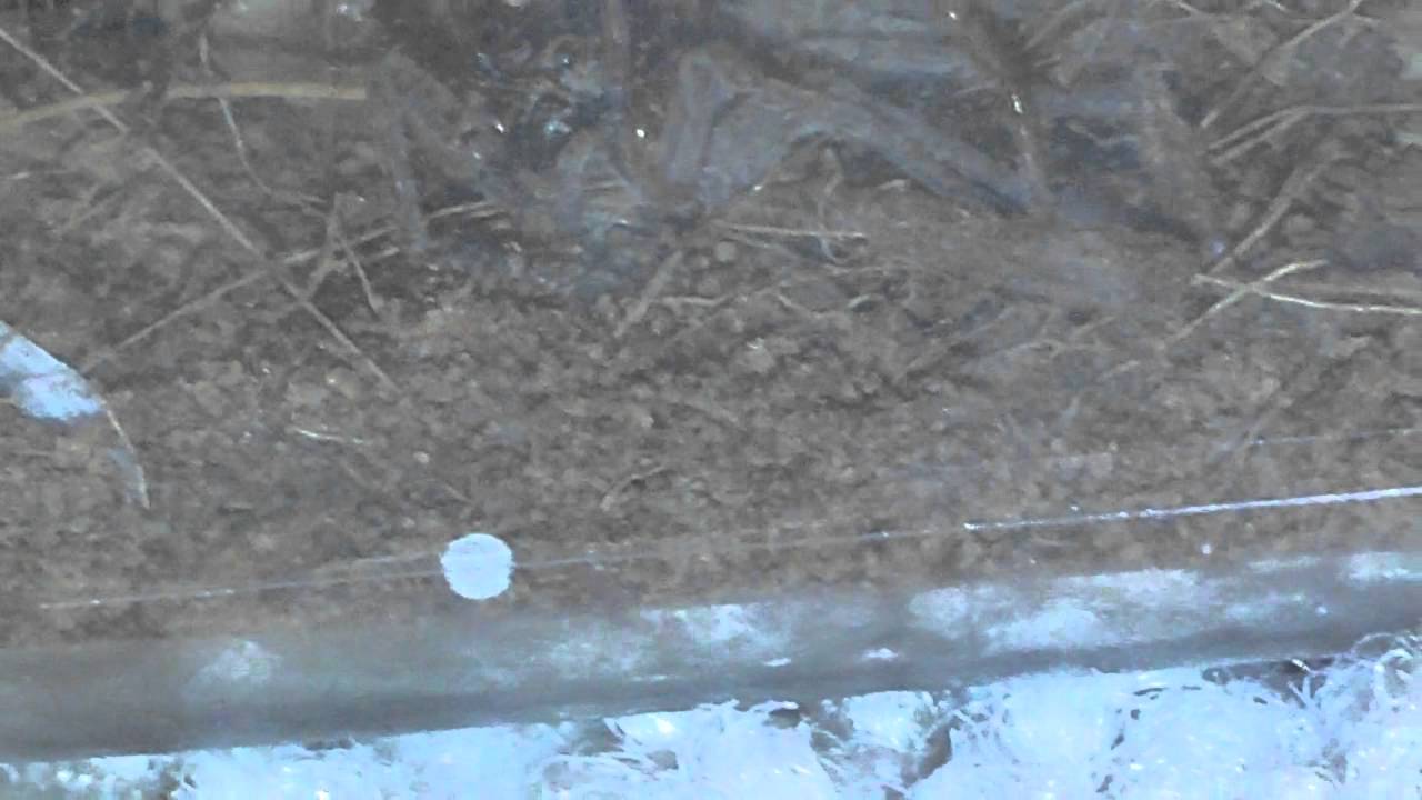 insects picture Woodlouse spider eating wolf spider
