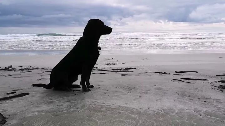 hope with Shadow