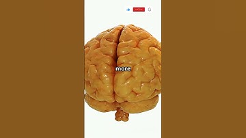 Why Is Our Brain Wrinkly? The Genius Behind the Folds! #neuroscience #brainfacts #youtubeshorts