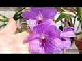 Орхидеи на балконе и в саду 2