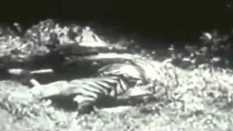 Monster Anaconda vs Jaguar   Python vs Tiger   Python vs Leopard