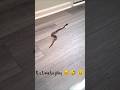 My Pet Snake VANISHED… Where Did It Go?! 😳🐍