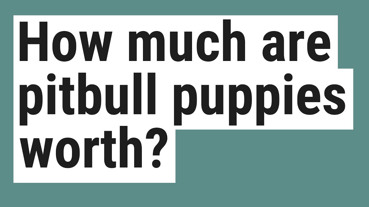 How much are pitbull puppies worth? YouTube