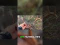 Epic Deer Encounter Ends With a Surprise!  Full trip on @BlackwaterOutdoorJourneys