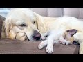 Golden Retriever Sleeps with a Kitten for the First Time!