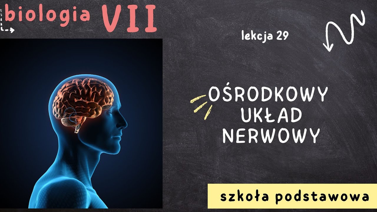 Biologia 7 [Lekcja 29 - Ośrodkowy układ nerwowy] - YouTube