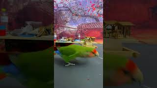 Bird Training  Smart Lovebird Parrot  Smart Little Cute Parrot #Training #Smartparrot #Cute