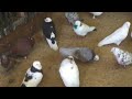 #Pigeons.Когда заканчивается линка у голубей.