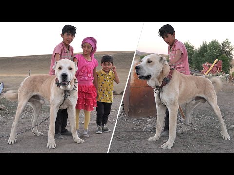 KÖPEĞİMİ YİYEN KURTLARI 4 GECE VURMAK İÇİN BEKLEDİM DEDİ ! ERZURUMUN KURTÇU ANADOLU ÇOBAN KÖPEKLERİ