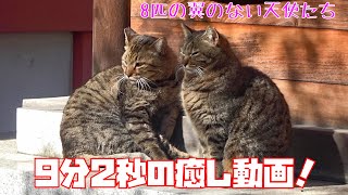 【癒し動画】分秒だけ、お時間いただけますか匹の天使たちが貴方を癒します　It is a cat which lives in the park.