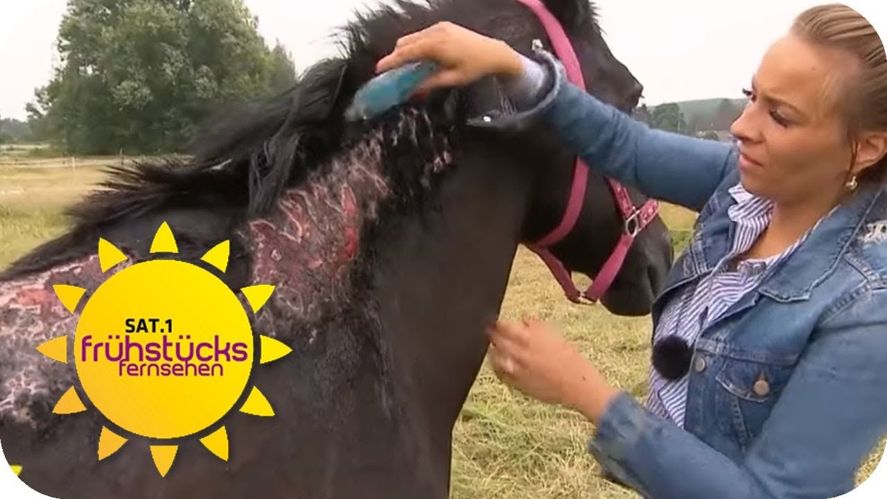 Pferd angezündet! Bibi steht in Flammen & Polizei ermittelt nicht! | SAT.1 Frühstücksfernsehen | TV