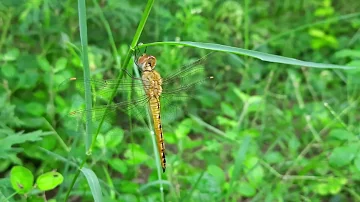 Wandering glider (Pantala flavescens)